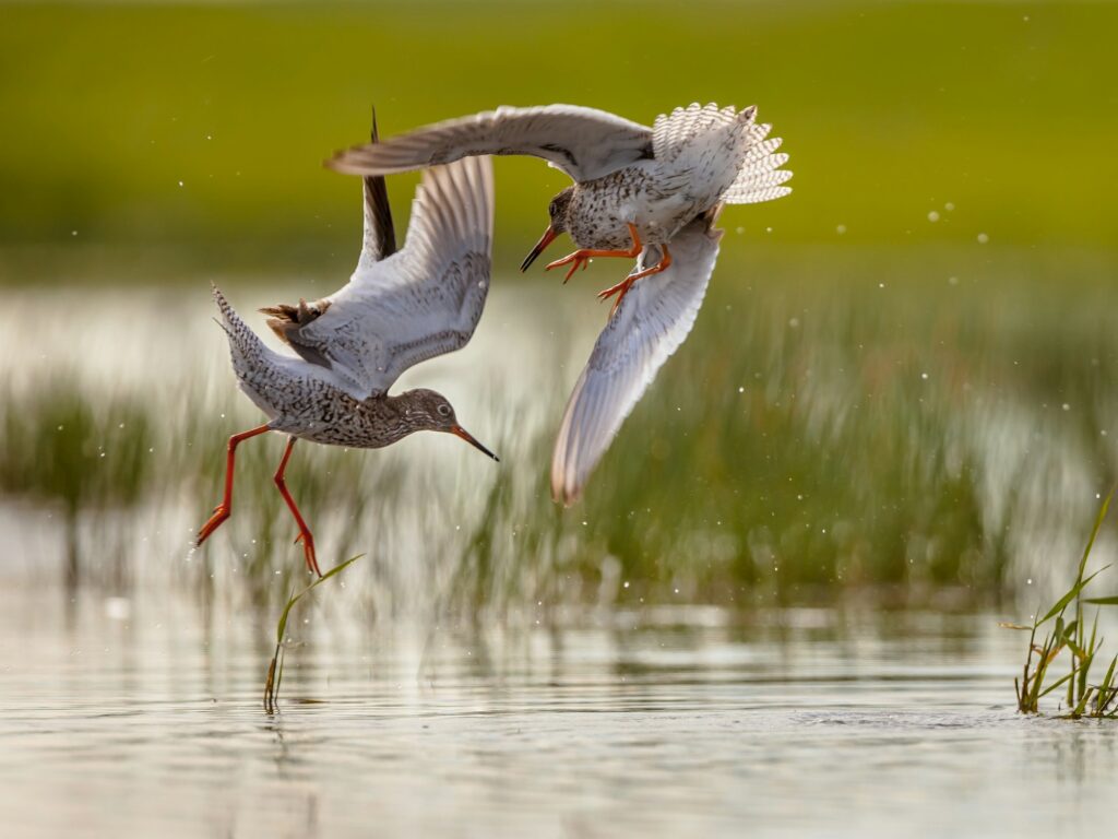 Two Male Common Redshank in conflict